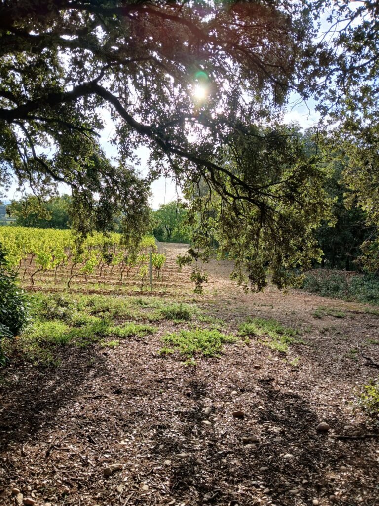 Coaching énergétique personnalisé – chemin en forêt symbolisant l’ancrage et la stabilité intérieure